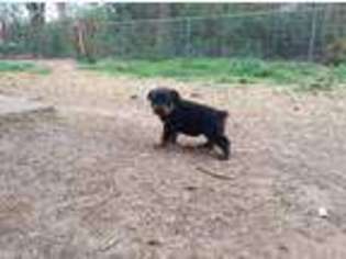 Rottweiler Puppy for sale in Leflore, OK, USA