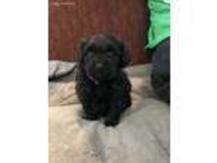 Labradoodle Puppy for sale in Centralia, KS, USA