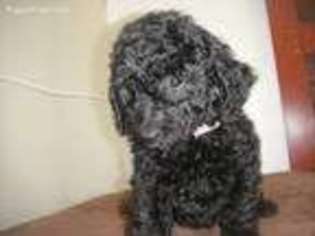 Labradoodle Puppy for sale in Yucca Valley, CA, USA
