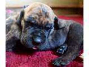 Great Dane Puppy for sale in Blairs Mills, PA, USA