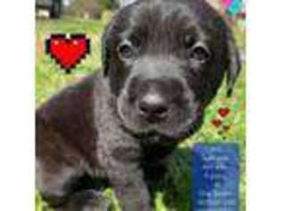 Labrador Retriever Puppy for sale in Wilmington, NC, USA