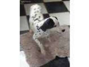 Dalmatian Puppy for sale in Sale City, GA, USA
