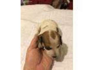 Dachshund Puppy for sale in Cullman, AL, USA