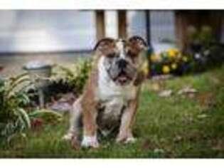 Olde English Bulldogge Puppy for sale in Overland Park, KS, USA