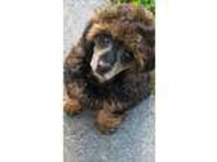 Mutt Puppy for sale in Conesus, NY, USA