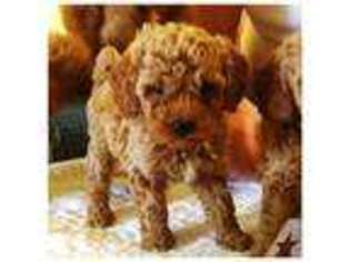 Mutt Puppy for sale in LOOMIS, CA, USA