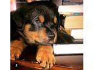 Rottweiler Puppy for sale in Milford, CT, USA