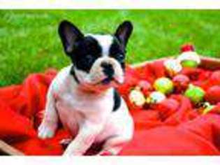 French Bulldog Puppy for sale in Lufkin, TX, USA