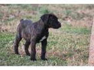 Cane Corso Puppy for sale in Sandston, VA, USA