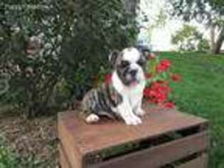 Bulldog Puppy for sale in Lebanon, PA, USA