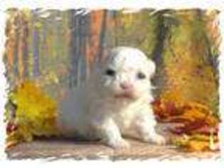 Maltese Puppy for sale in Springfield, TN, USA