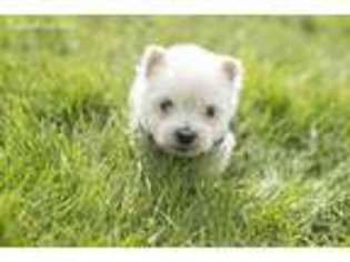 West Highland White Terrier Puppy for sale in Woodburn, IN, USA