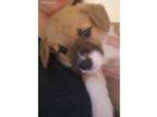 Pembroke Welsh Corgi Puppy for sale in Saint Helens, OR, USA