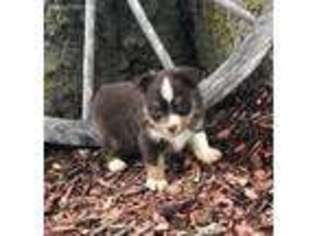 Miniature Australian Shepherd Puppy for sale in Plato, MO, USA