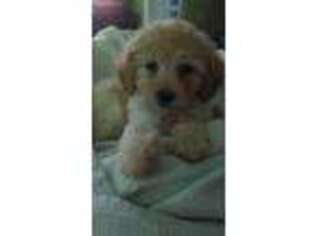 Goldendoodle Puppy for sale in Methuen, MA, USA
