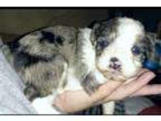Mutt Puppy for sale in Cypress Inn, TN, USA