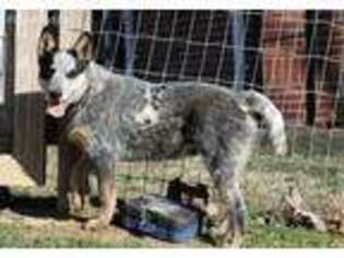 Australian Cattle Dog Puppy for sale in Johnson City, TN, USA