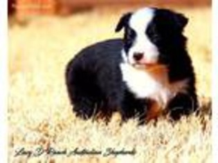 Miniature Australian Shepherd Puppy for sale in La Luz, NM, USA