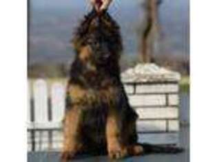 German Shepherd Dog Puppy for sale in Dothan, AL, USA