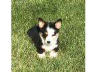 Pembroke Welsh Corgi Puppy for sale in Bernard, IA, USA