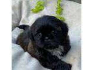 Mutt Puppy for sale in Petal, MS, USA