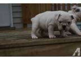 Olde English Bulldogge Puppy for sale in AKRON, OH, USA