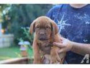 American Bull Dogue De Bordeaux Puppy for sale in NEW BEDFORD, MA, USA