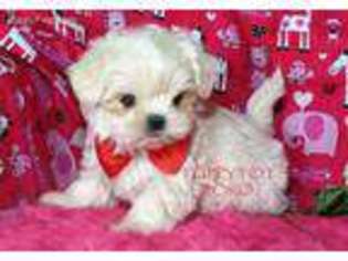 Mal-Shi Puppy for sale in Ravenna, MI, USA