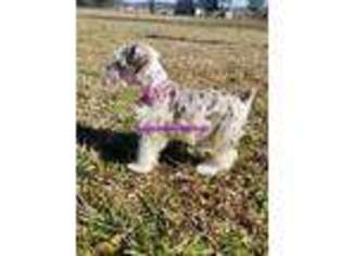 Mutt Puppy for sale in London, AR, USA