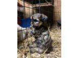 Shorkie Tzu Puppy for sale in Walnut Cove, NC, USA