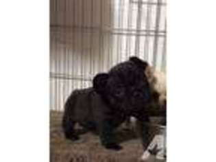 French Bulldog Puppy for sale in CAMBRIDGE, MN, USA