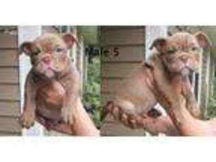 Mutt Puppy for sale in Centerville, GA, USA