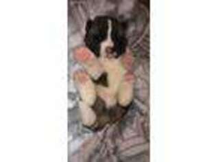 Akita Puppy for sale in Kirklin, IN, USA
