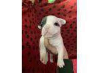 French Bulldog Puppy for sale in Pacific City, OR, USA