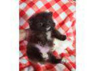 Pomeranian Puppy for sale in Trenton, GA, USA