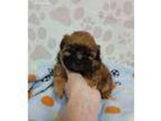 Shih-Poo Puppy for sale in Moroni, UT, USA