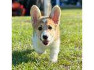 Pembroke Welsh Corgi Puppy for sale in Cottondale, FL, USA
