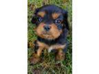 Cavalier King Charles Spaniel Puppy for sale in Farmerville, LA, USA