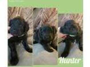 Mutt Puppy for sale in Wyoming, MI, USA