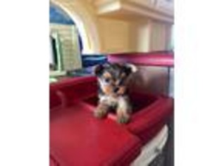 Yorkshire Terrier Puppy for sale in Hartford City, IN, USA
