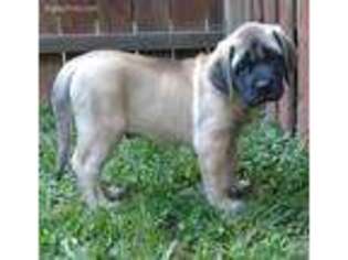 Mastiff Puppy for sale in Oakwood, OH, USA