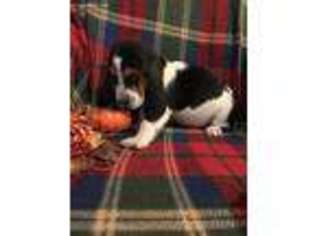 Basset Hound Puppy for sale in Magnolia, KY, USA