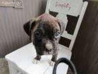 Boxer Puppy for sale in Ann Arbor, MI, USA