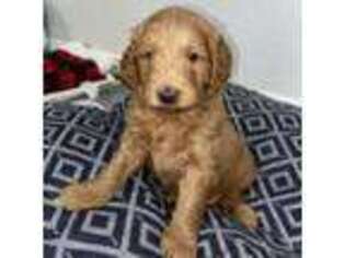 Goldendoodle Puppy for sale in Chino, CA, USA