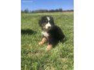 Bernese Mountain Dog Puppy for sale in Hartville, MO, USA