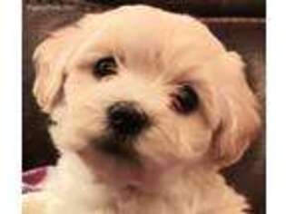 Havanese Puppy for sale in Braintree, MA, USA
