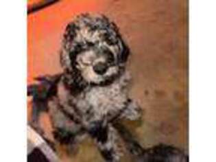 Goldendoodle Puppy for sale in Gibsonville, NC, USA