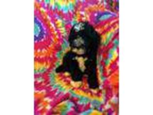 Portuguese Water Dog Puppy for sale in Toccoa, GA, USA