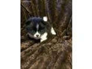 Pomeranian Puppy for sale in Meridian, MS, USA