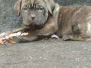 Cane Corso Puppy for sale in Jackson, GA, USA